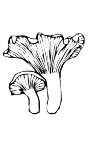Twee paddestoelen:Hanekam of Cantharel